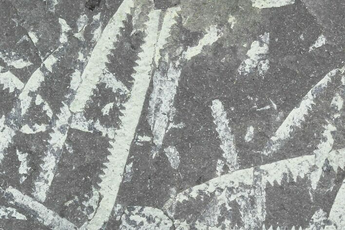 3.7" Fossil Graptolite Cluster (Didymograptus) - Great Britain